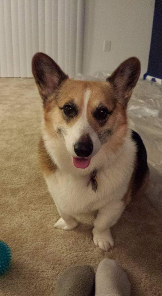 Come Meet My Pets! (Part 1)