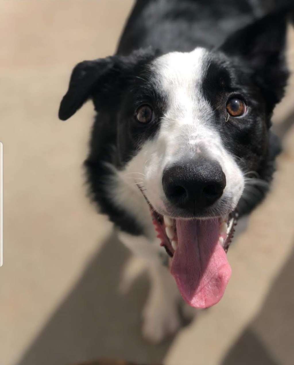 Meet my pets! Part 2